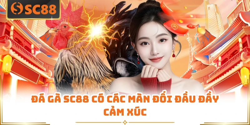 Đá gà SC88 có các màn đối đầu đầy cảm xúc